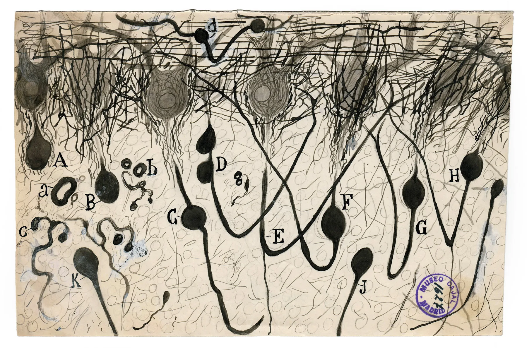 Nerve cells of the brain drawn by neuroscientist Santiago Ramón y Cajal