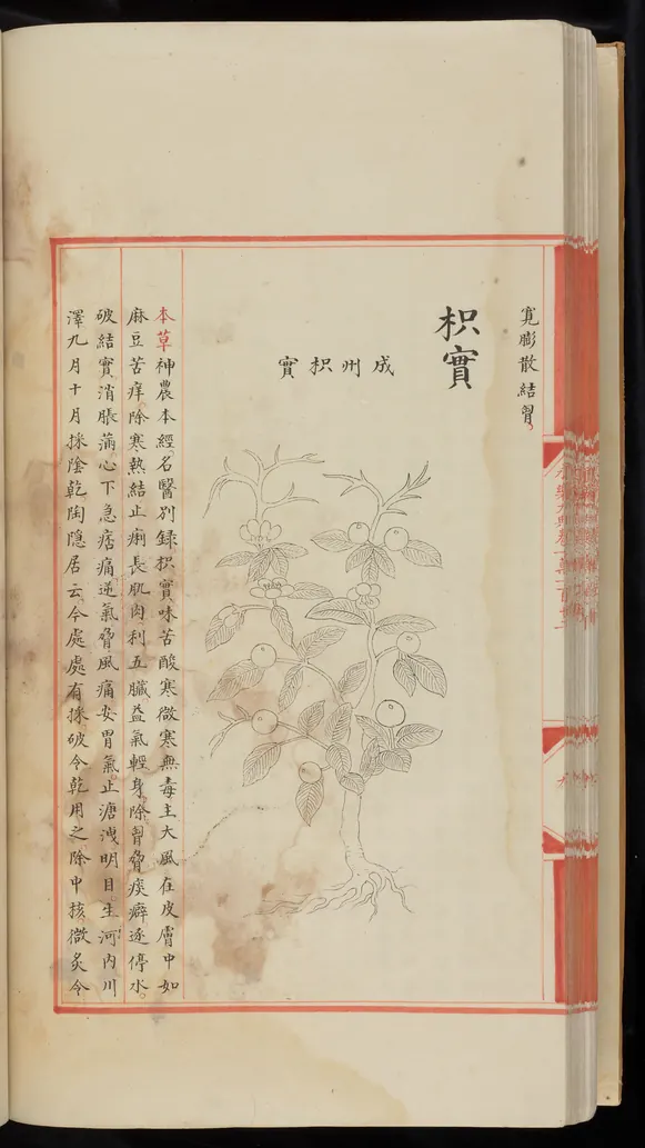 Yongle Encyclopedia (Yongle dadian): Bitter orange (枳實), from chapters 10,110–10,112, preview image