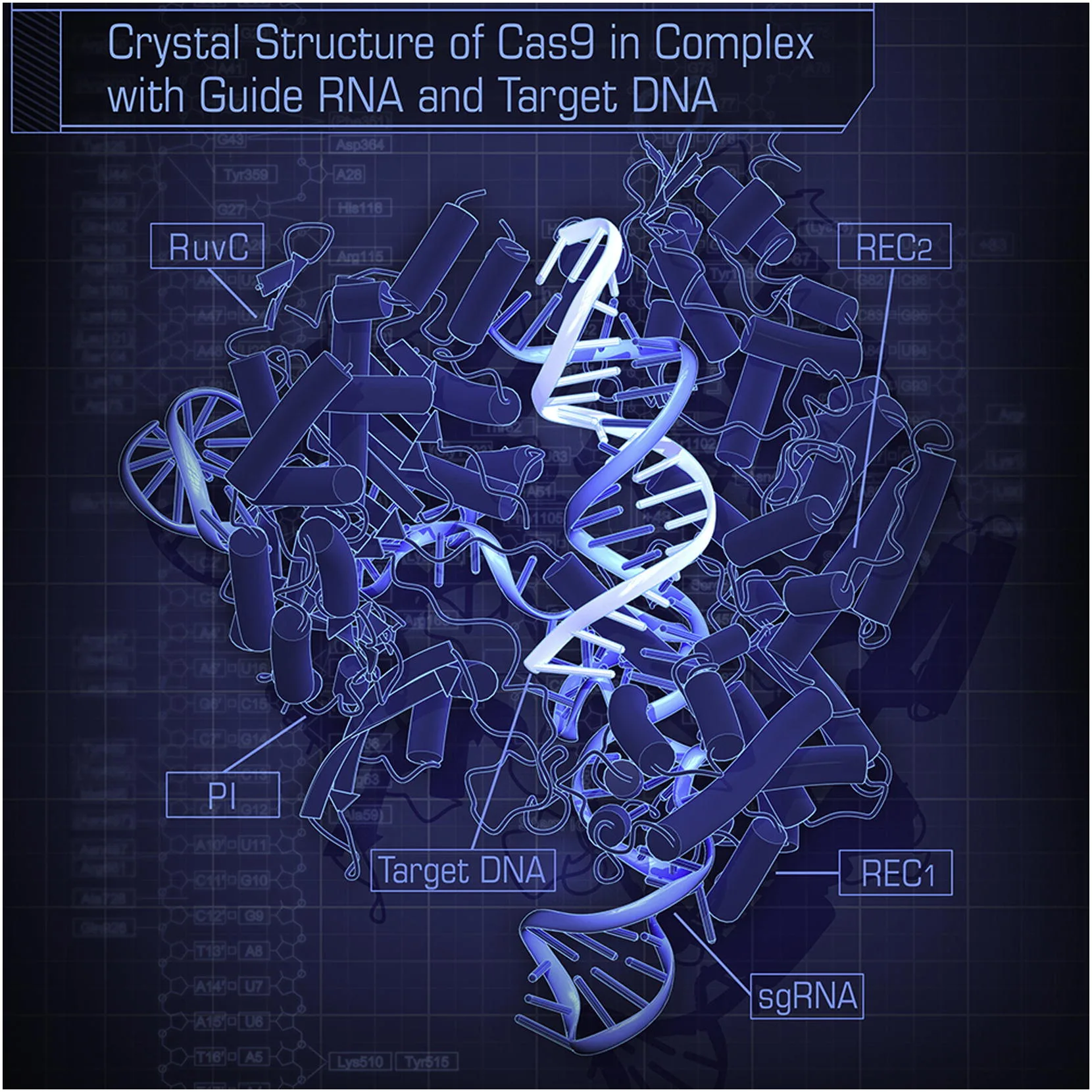 Crystal structure of the Cas9 enzyme bound to guide RNA and target DNA